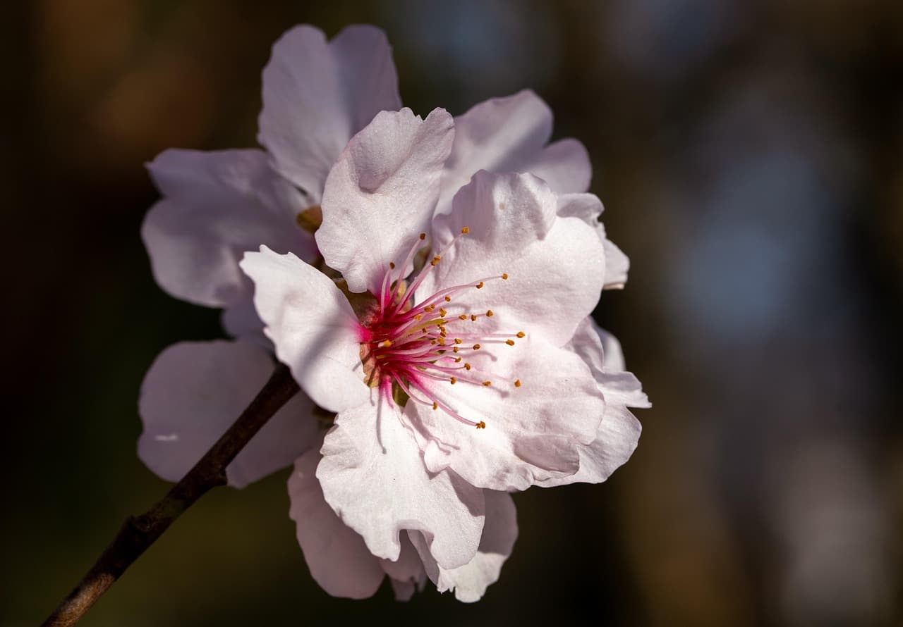 cherry blossom, flowers, spring, petals, pink flowers, branch, bloom, blossom, cherry tree, flora, hd wallpaper, plant, flower background, beauty, beautiful, flower garden, garden, nature, macro, beautiful flowers, closeup, flower wallpaper [pid:6084249][dark]