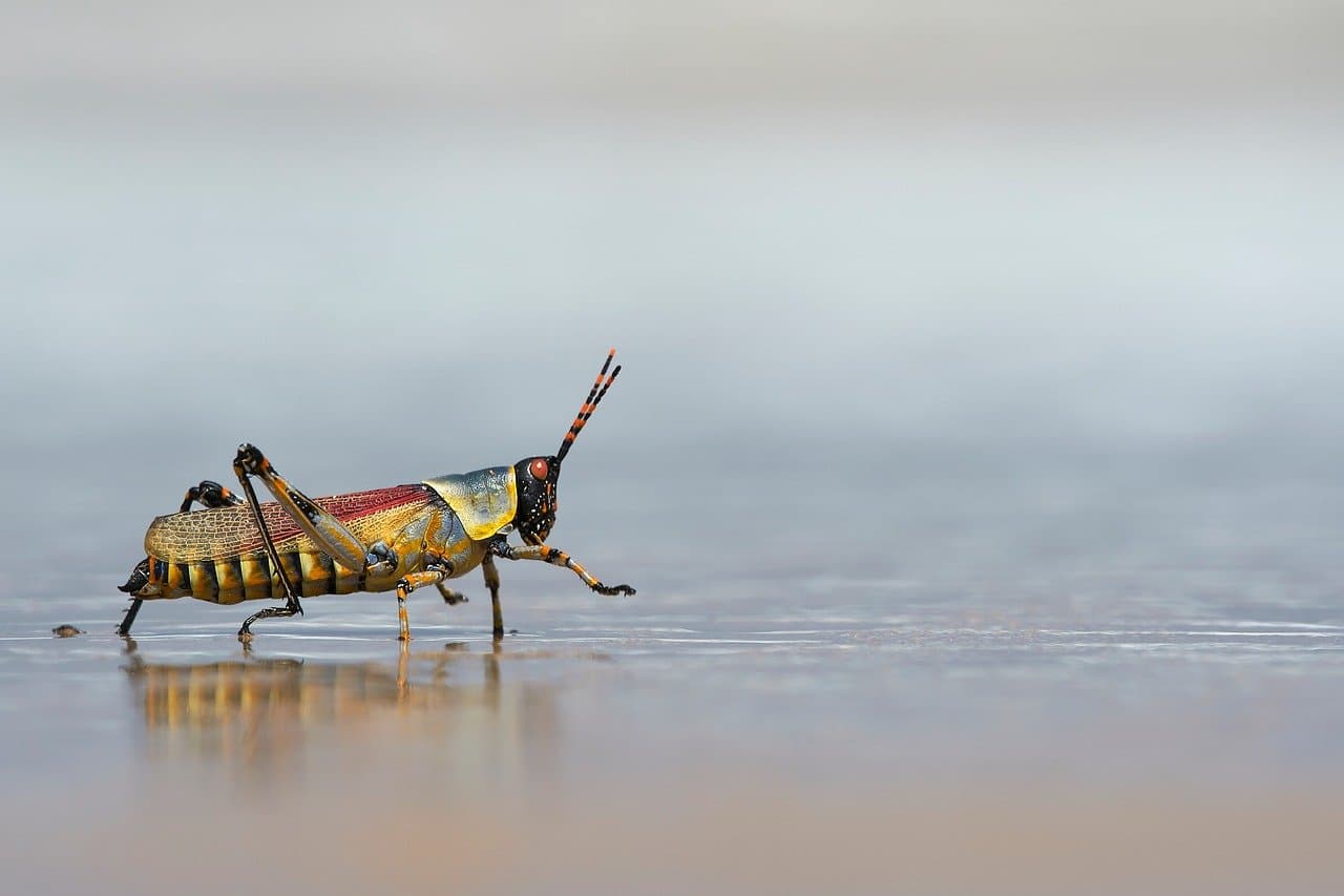 beach, harlequin grasshopper, coloured, multicoloured, insect, nature, south africa [pid:9941440][light]