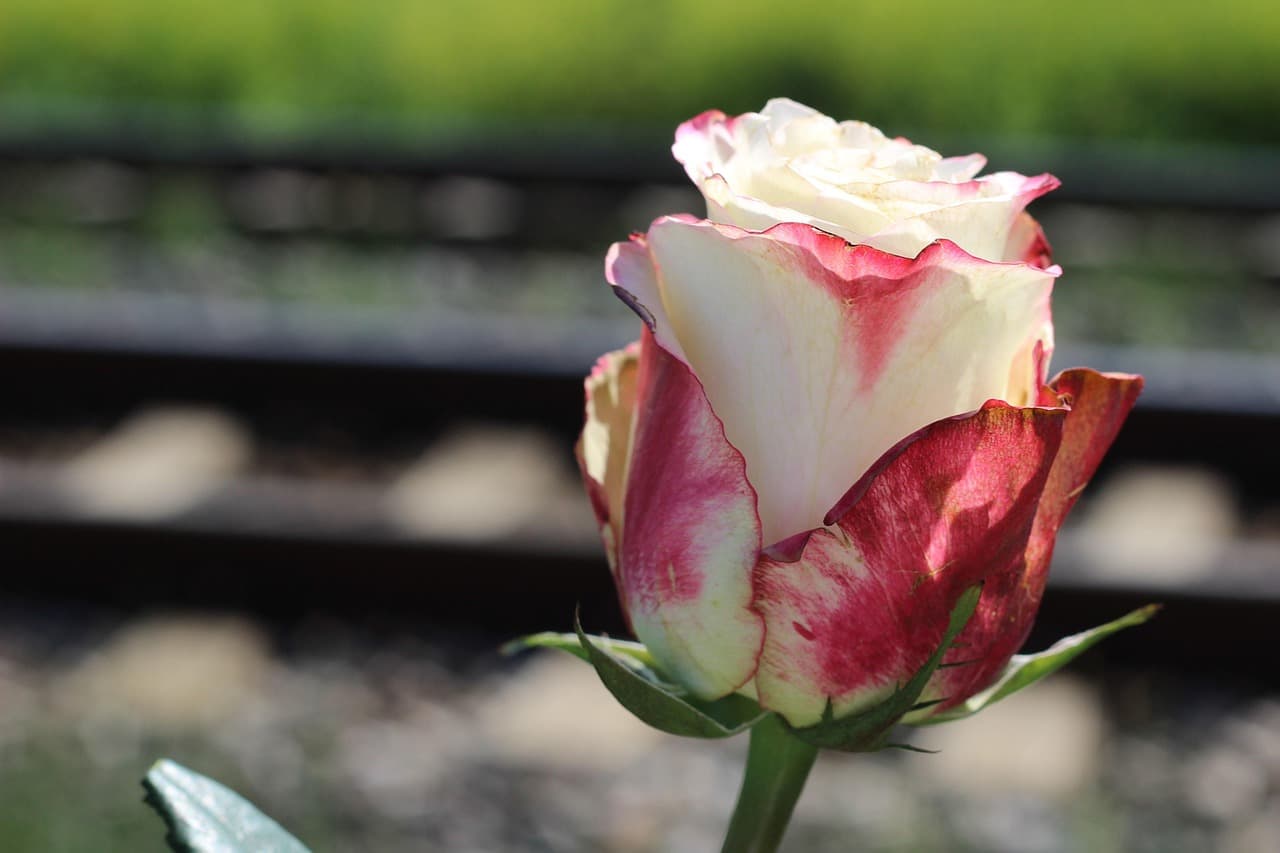 stop teenager suicide, red white rose, lost love, loving memory, near railway, remembering, missing, sorrow, sadness, nature, outdoor, controlled condition photo