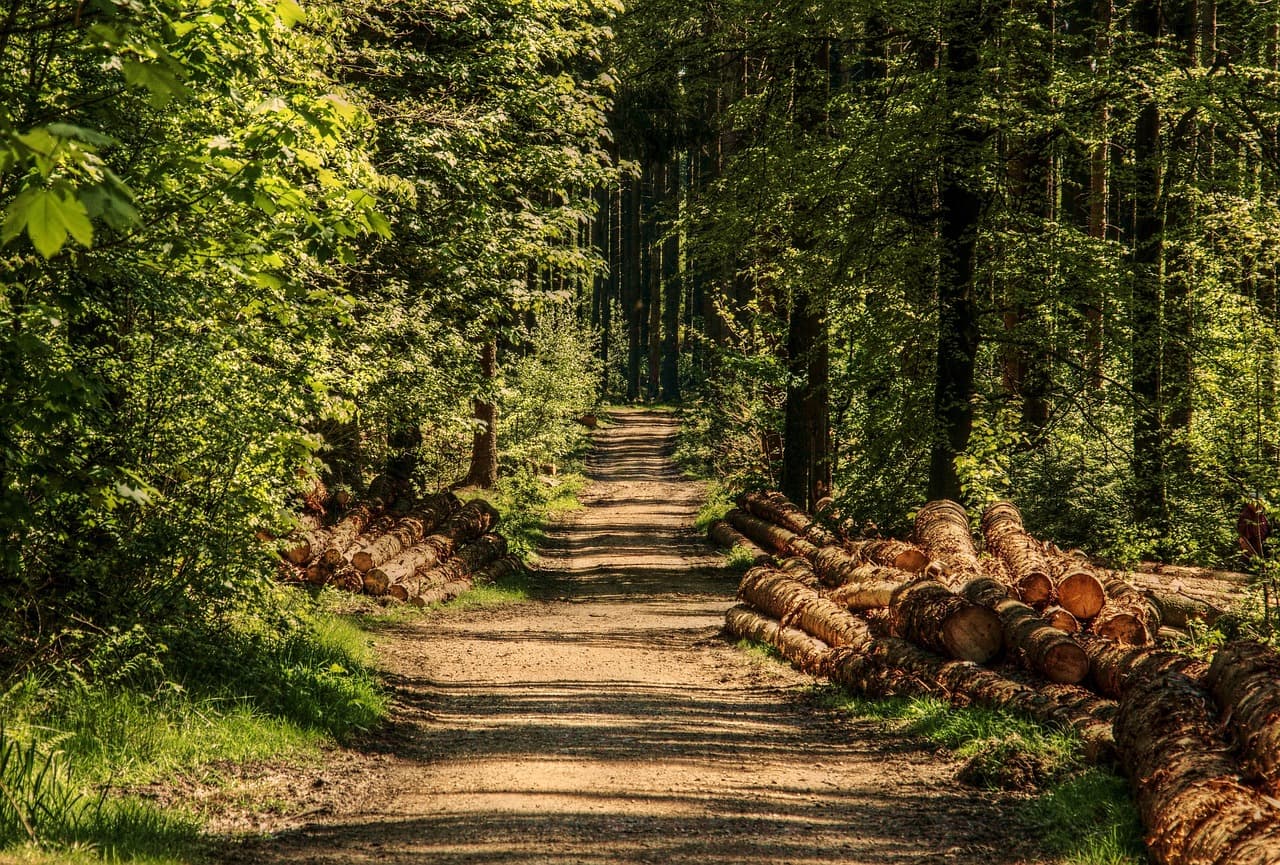 trees, forest, forest path, sunlight, wood, summer, nature, green, tree trunks, nature recording, mood, the shade, conifers, mixed forest, naturally, lighting mood, to shine through, the atmosphere, promenade, forest, forest, forest, wood, wood, wood, wood, wood [pid:3410836][dark]