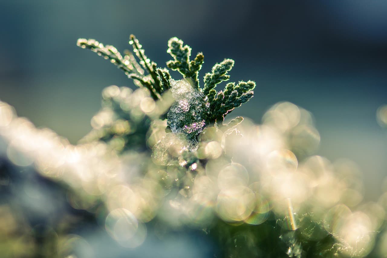 tree, frost, ice, frozen, nature, crystals, cold, thuja, winter, wintry [pid:5887086][dark]