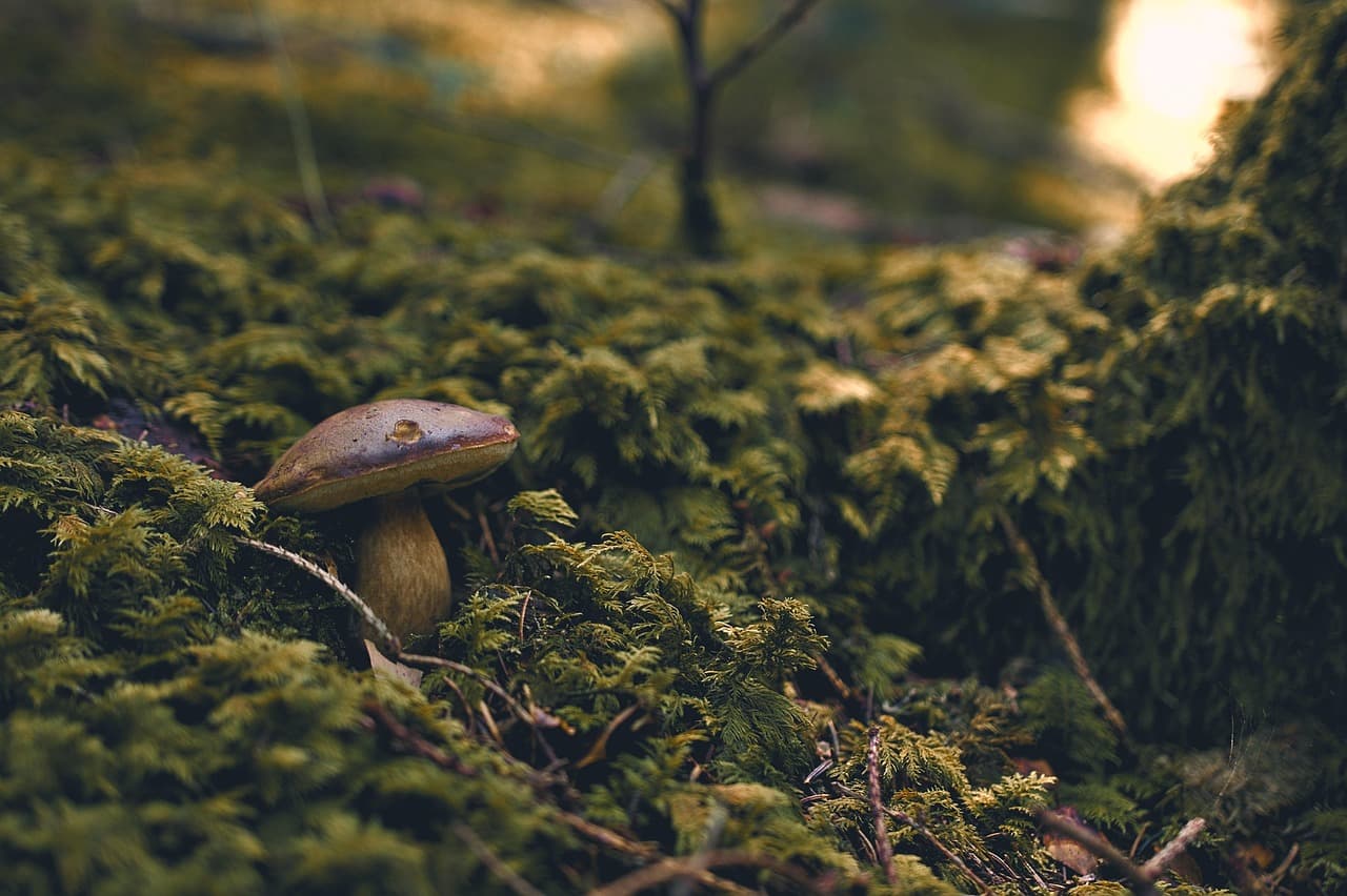 forest, mushroom, fungus, moss, light shaft, outdoor, plant, nature, wild [pid:5084061][dark]