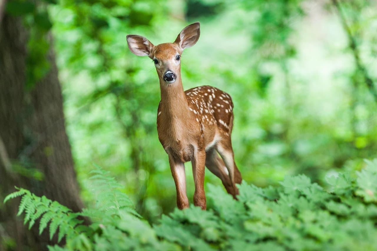 deer, mammal, young, animal, wild, forest, nature, animal world, forest animal, wildlife, wildlife photography, deer, deer, deer, deer, deer, forest [pid:1367217][light]