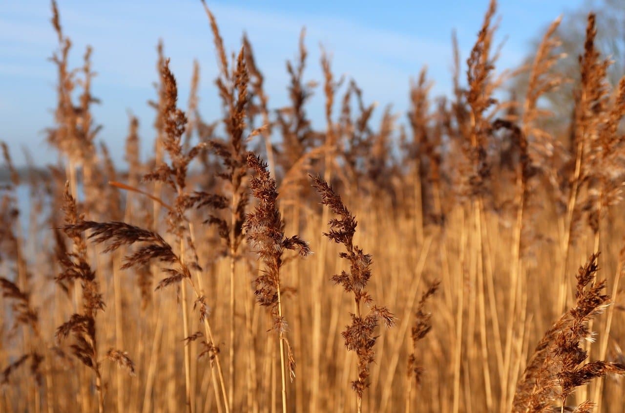 reed grass, nature, grass, on the bank, landscape, reed, phalaris arundinacea, reed canary grass, plants [pid:10094129][light]