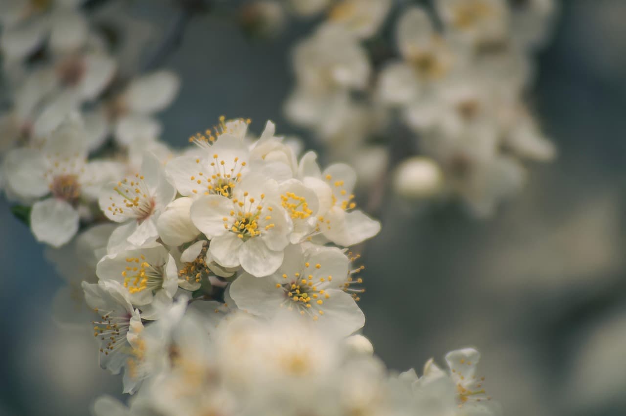 plum blossom, flowers, spring, flower wallpaper, white flowers, beautiful flowers, flower background, petals, bloom, blossom, tree, garden, nature, closeup [pid:7933169][light]