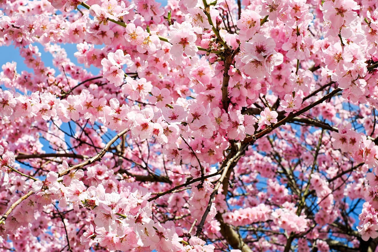 japanese cherry, blossoms, pink, white, tree, flower background, sea of flowers, blossom tree, flowers, japanese cherry blossom, cherry blossom, flower wallpaper, heyday, coloured, multicoloured, colorful, splendid colors, spring, springtime, beautiful flowers, branch, bud, lenz, nature [pid:3063992][light]
