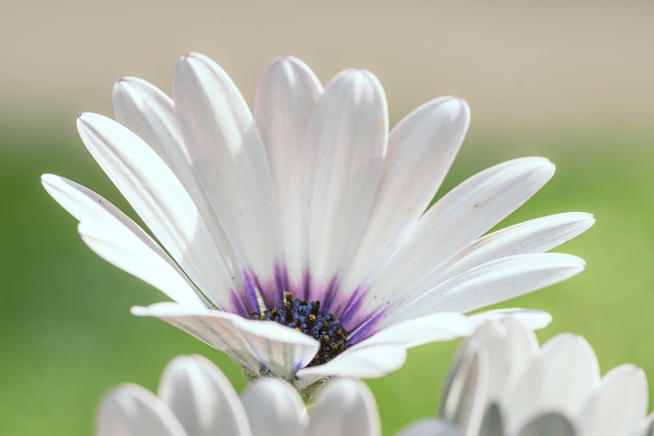 nature, bloom, blossom, beautiful flowers, flower, flower background, flower wallpaper, spring, plant, flora, blossoms, petals, white, summer, garden [pid:9763046][light]