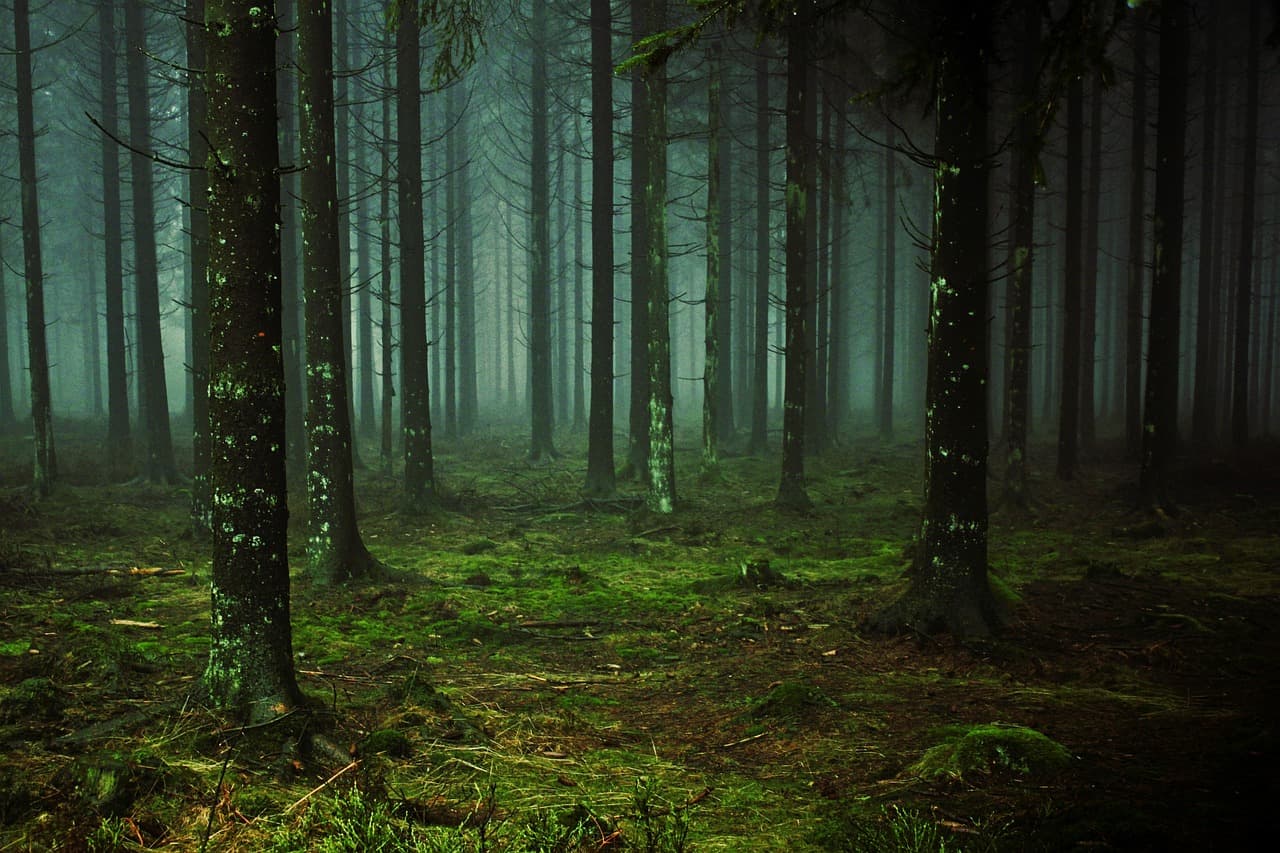 forest, trees, fog, moss, forest floor, trunks, woods, conifers, pine trees, pine forest, mysterious, cold, atmosphere, mood, wilderness, nature, forest, forest, forest, forest, forest [pid:1258845][dark]