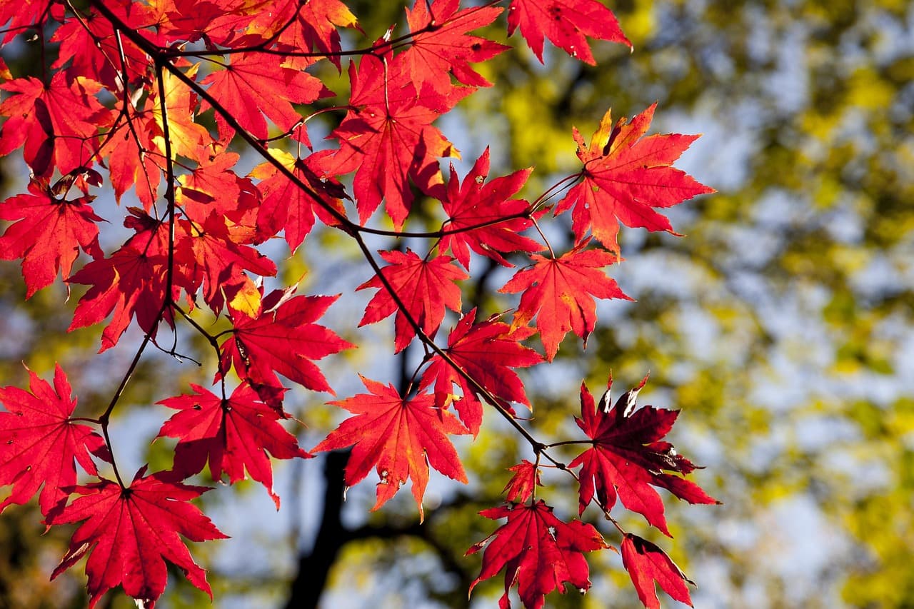 maple leaves, autumn, leaves, foliage, autumn leaves, autumn foliage, autumn colors, autumn season, fall foliage, fall leaves, fall colors, nature, maple, red leaves, red foliage, seoul, korea, dobong, seasonal, autumn, autumn, autumn, autumn, autumn, leaves, autumn leaves, korea [pid:2789234][dark]