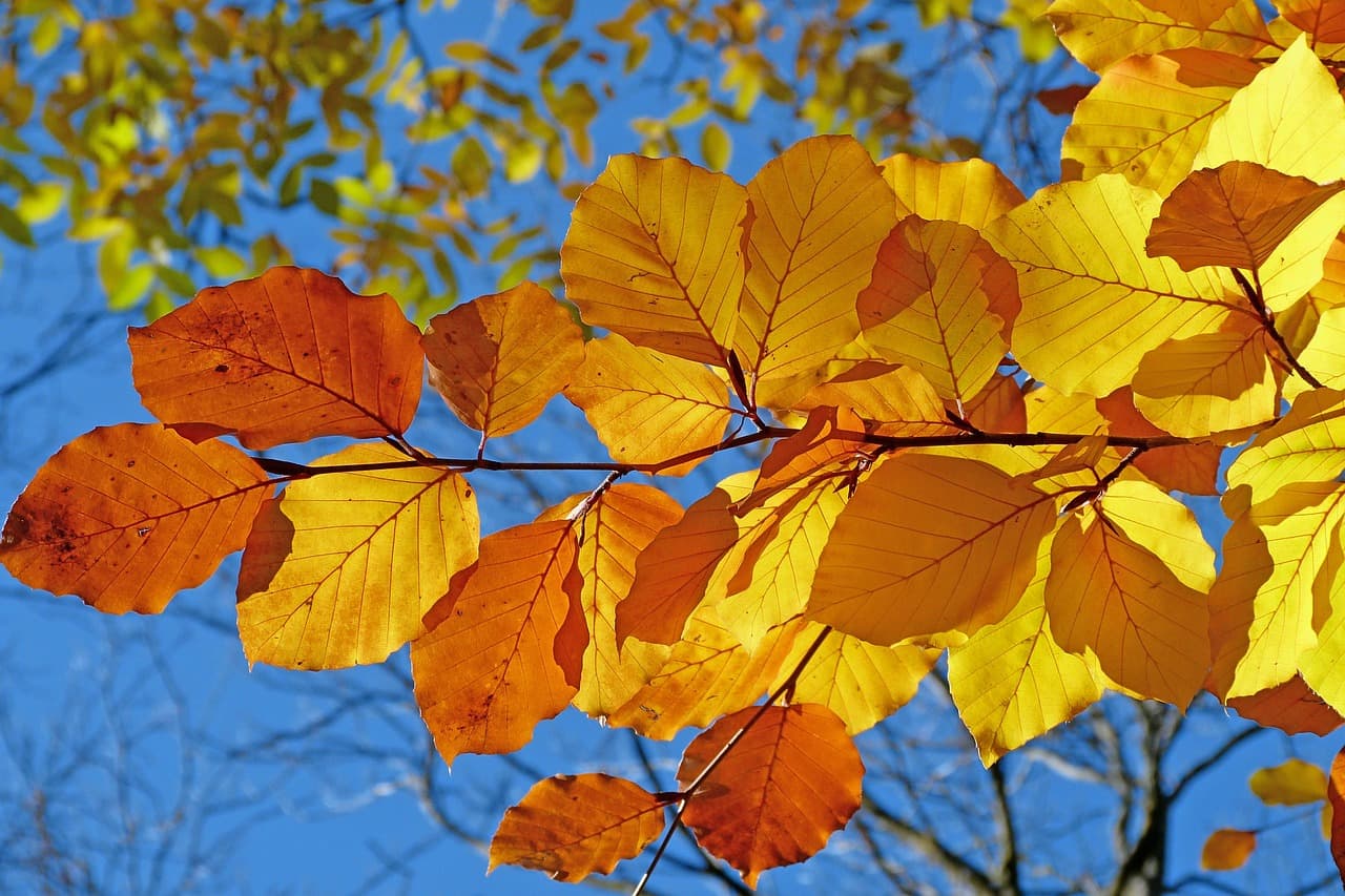 foliage, leaves, autumn, leaf veins, autumn leaves, yellow leaves, autumn foliage, yellow foliage, fall leaves, fall foliage, autumn colors, fall colors, beech, fall, nature, autumn, autumn, autumn, autumn, autumn leaves, autumn leaves, fall leaves, beech, fall, fall, fall, fall, fall [pid:539413][dark]
