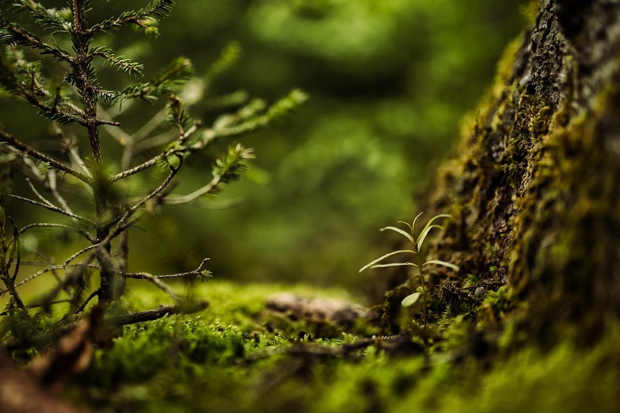 moss, 4k wallpaper, desktop backgrounds, forest, beautiful wallpaper, full hd wallpaper, free wallpaper, free background, nature, macro, mac wallpaper, 4k wallpaper 1920x1080, windows wallpaper, plants, laptop wallpaper, background, hd wallpaper, forest floor, wallpaper hd, wallpaper 4k, cool backgrounds, earth day [pid:6649862][dark]