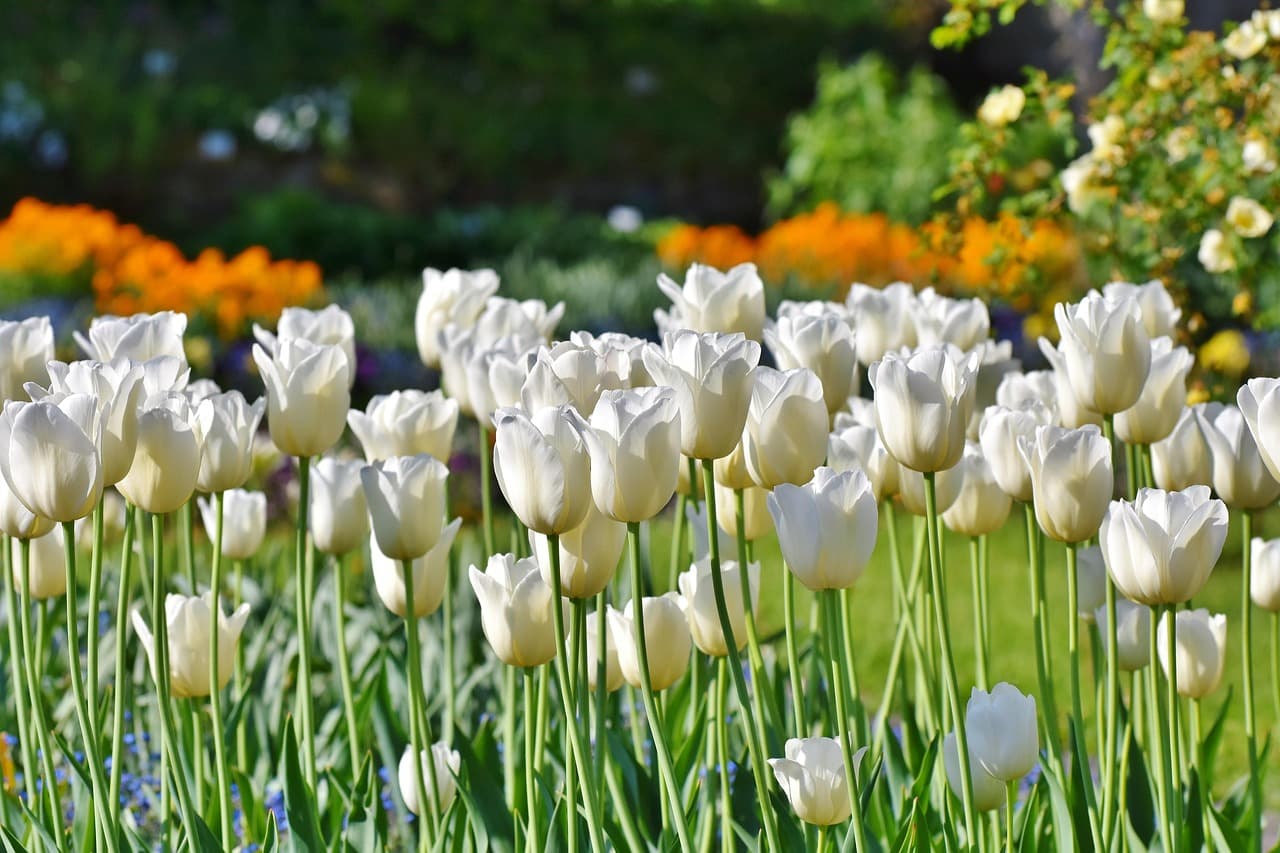 tulips, tulip field, tulip blossom, white tulips, beautiful flowers, field of flowers, bloom, spring flower, beginning of spring, blossomed, spring, flower wallpaper, flower, blossoms, plant, white, blooms, garden, flower background, nature [pid:3406530][dark]