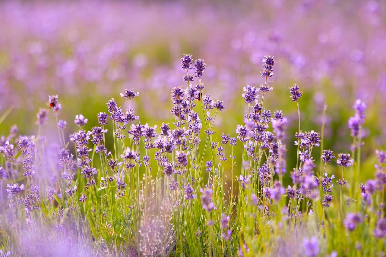 lavenders, flower background, beautiful flowers, flowers, flower wallpaper, lavender field, purple flowers, bloom, blossom, flora, nature, flowering plant, fragrance, plants, inflorescence [pid:6482952][light]