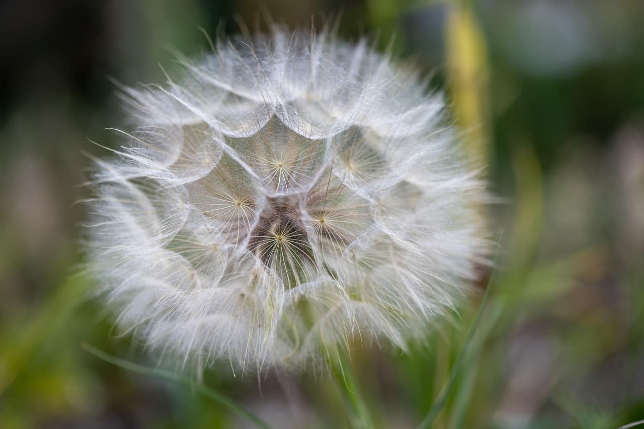 flower, beautiful flowers, mac wallpaper, wallpaper hd, wallpaper 4k, full hd wallpaper, cool backgrounds, laptop wallpaper, beautiful wallpaper, tragopogon dubius, western goat's-beard, 4k wallpaper, windows wallpaper, meadow, desktop backgrounds, seed head, free background, flowering plant, free wallpaper, plant, floral background, hd wallpaper, background, flora, 4k wallpaper 1920x1080, nature, flower wallpaper, flower background, close up [pid:8086459][light]