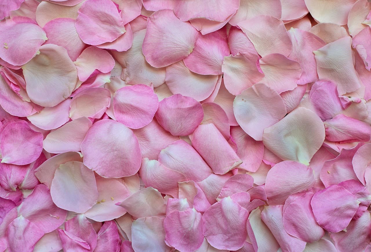 rose petals, free wallpaper, pink, wallpaper hd, background, 4k wallpaper, love, valentine's day, cool backgrounds, laptop wallpaper, valentines, flower wallpaper, romance, romantic, wedding, flower, nature, beautiful flowers, flora, color, rose wallpaper, desktop backgrounds, full hd wallpaper, pink nature, hd wallpaper, pink background, wallpaper 4k, free background, floral background, 4k wallpaper 1920x1080, pink love, pink flower, mac wallpaper, windows wallpaper, flower background, beautiful wallpaper, pink rose, pink wedding, pink wallpaper, pink color, pink natural [pid:3194062][light]