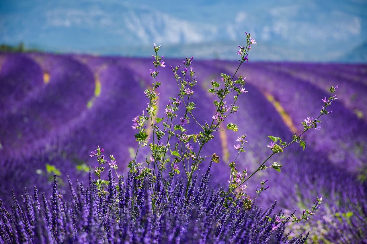 lavender, lavender field, hd wallpaper, flowers, purple, windows wallpaper, moustiers-sainte-marie, beautiful flowers, flower background, periwinkle, 4k wallpaper 1920x1080, free wallpaper, wallpaper hd, mac wallpaper, desktop backgrounds, wallpaper 4k, nature wallpaper, nature, cool backgrounds, scenery, explore, france, provence, europe, natural, beauty, beautiful nature, countryside, 4k wallpaper, provencal, nature background, laptop wallpaper, south of france, beautiful wallpaper, southern france, full hd wallpaper, free background, tourism, wallpaper, flower wallpaper, background, alpes-de-haute-provence [pid:3764937][dark]
