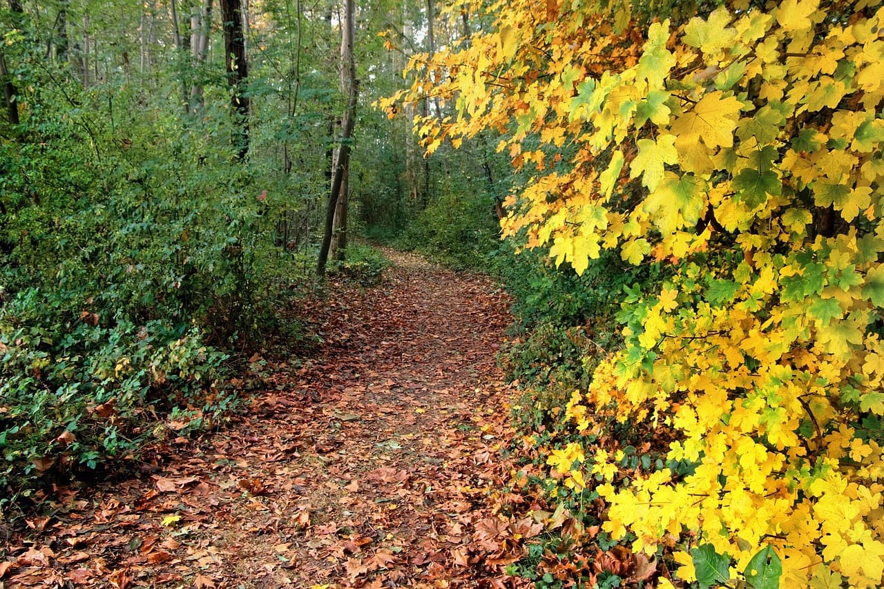 trail, forest, path, autumn, autumn colors, yellow leaves, scenic, dried leaves, nature, landscape, trail, scenic, scenic, scenic, scenic, scenic, landscape [pid:8395089][dark]