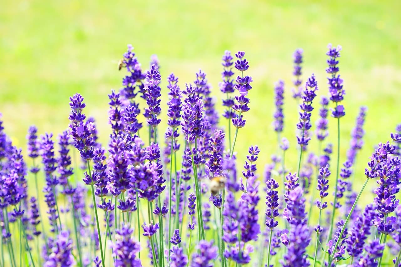 lavenders, flowers, garden, lavender field, flower wallpaper, purple flowers, bloom, blossom, flora, nature, inflorescence, flower background, lavandula angustifolia, scented plants, medicinal plants, fragrant, plants, beautiful flowers, lavender meadow, lavendula, fragrance [pid:1117274][light]