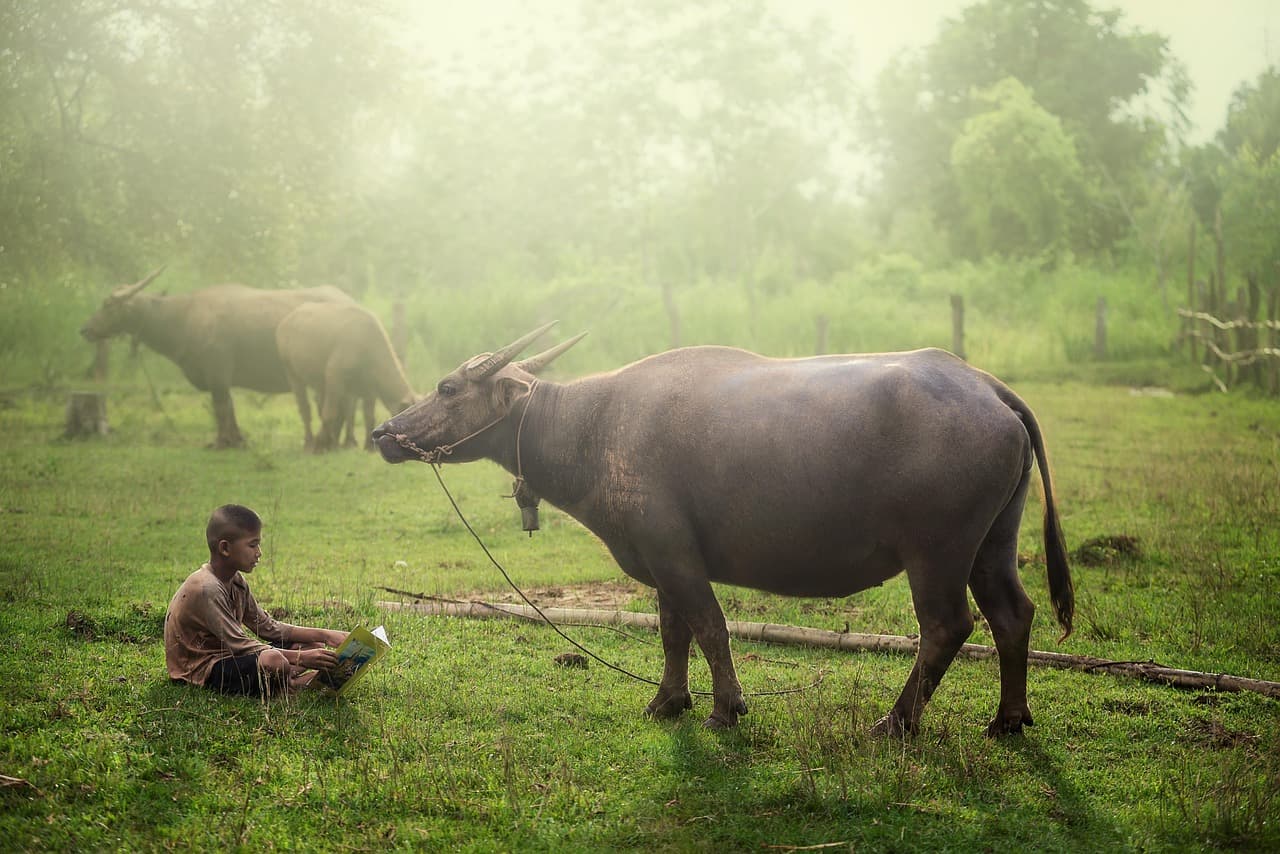 buffalo, farmer, beautiful wallpaper, water, 4k wallpaper, thai, hd wallpaper, rice, field, desktop backgrounds, thailand, sunrise, background, laptop wallpaper, wallpaper 4k, asia, agriculture, wallpaper hd, bali, full hd wallpaper, lifestyle, free wallpaper, free background, nature, asian, mac wallpaper, rural, windows wallpaper, 4k wallpaper 1920x1080, countryside, people, life, animal, silhouette, cool backgrounds, green, hills [pid:4305380]