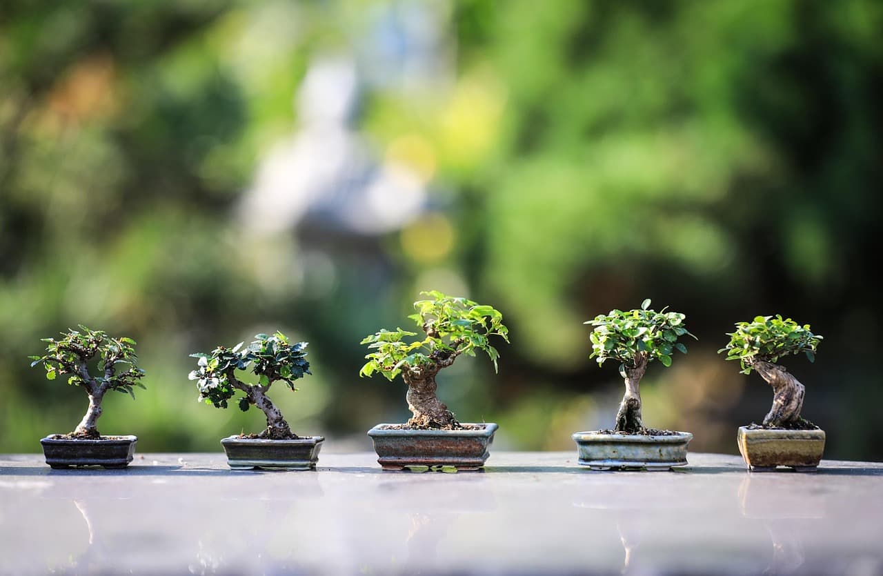 bonsai, trees, plants, ornamental trees, gardening, wood, nature, japan, zen, garden, foliage, bonsai, bonsai, bonsai, bonsai, gardening, gardening, japan, japan, japan, japan, zen, zen, zen, zen, zen, garden, garden